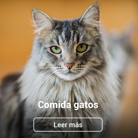 Maquinaria para comida para gatos