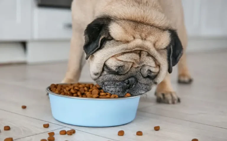 Siete métodos de procesamiento de alimentos para peces